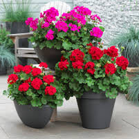 Geranios de diversos colores en macetas