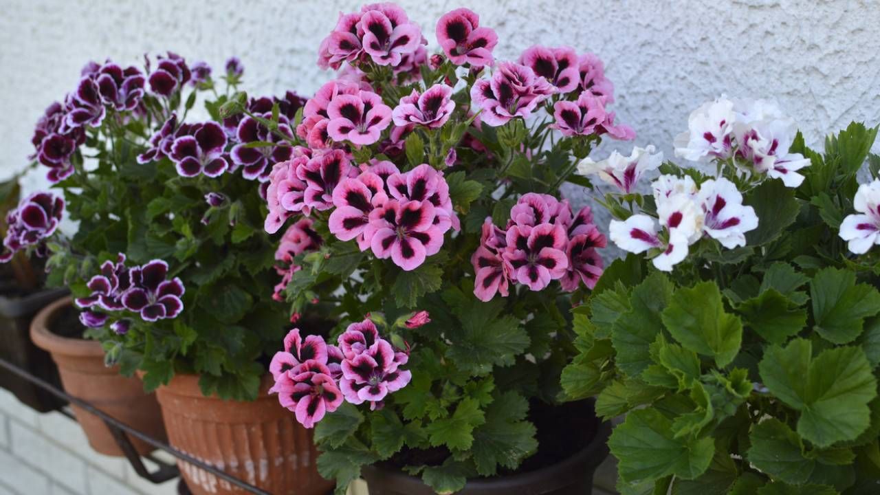 Geranios de varios tipos y colores