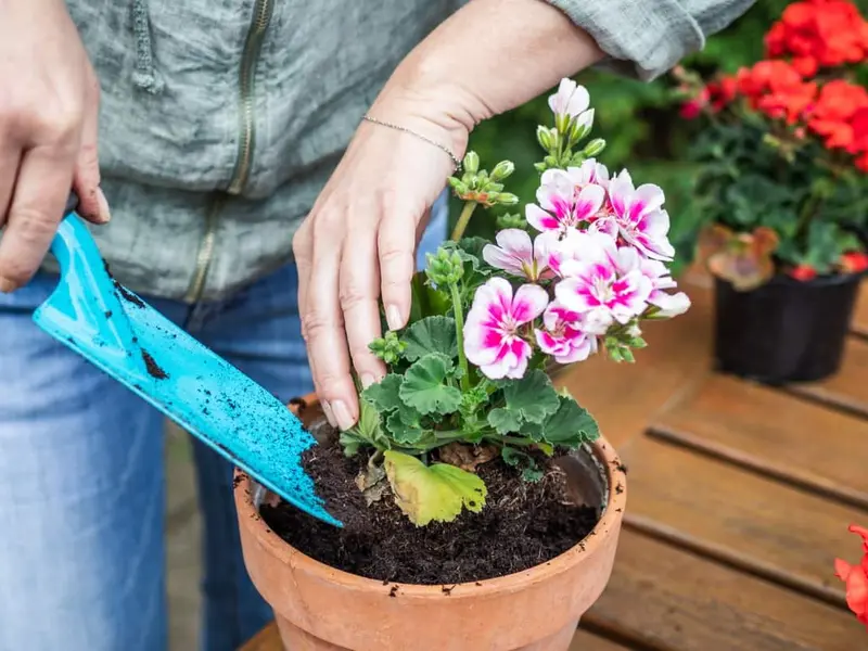 Distintas especies de geranios